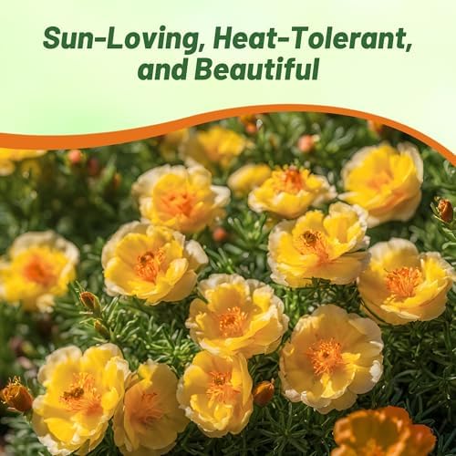 Outsidepride Yellow Moss Rose Seeds - 10000 Pcs Annual, Drought & Heat Tolerant, Pollinator Friendly Ground Cover Seeds for Planting w/Vibrant Blooms & Succulent Foliage, Ideal for Xeriscaping - Image 6