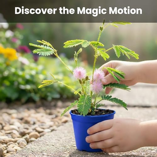 Deluxe Family Greenhouse Kit - Grow the Playful Plant that Closes Its Leaves When Tickled! Includes Mini Greenhouse, 3 Seed Packets, Soil Pellets & Pots - Fun Indoor Gardening Gift - Image 4