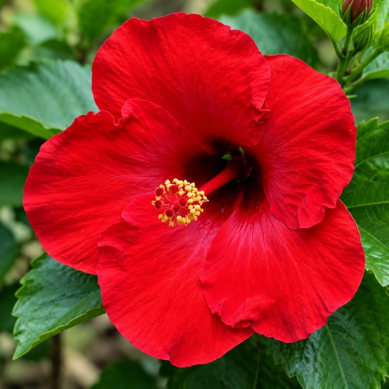 3 Hardy Hibiscus Live Plants, Flowering Shrub, Red Blooms, 4-7" - Image 4