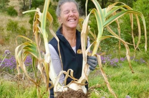 Premium Live Giant Elephant Ear Garlic Bulb by Greenhouse PCA | Each Bulb Contains Multiple Cloves for Planting or Cooking. by GreenhousePCA