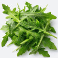 1000 Arugula Seeds for Planting - Slow Bolt Heirloom, Extended Harvest, Non-GMO, USA Grown by RDR Seeds by RDRSeeds