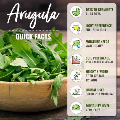 Seed Needs Arugula Seeds to Plant an Herb Garden - 5 Packs - Image 4