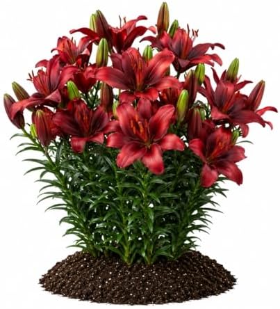 Votaniki Salinero Asiatic Lily Bulbs Deep Red Upfacing Blooms Compact Summer Flowering Lilium for Borders Containers Patio Gardens and Cut Flower Displays (Pack of 5) by Votaniki