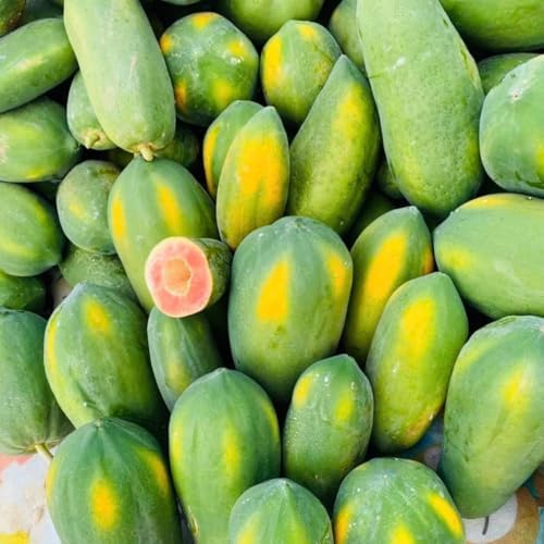 Papaya Seedling Live Plant, Indoor Outdoor Plant, 4-8 Inch Tall - Image 6
