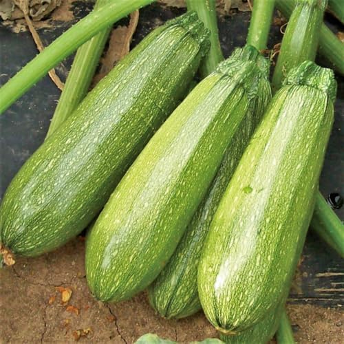 Grey Zucchini Seeds - 60+ Count & 100 Yellow Straightneck Squash - for 2026 Planting Mexican Gray Zucchini Summer Squash Kousa Calabacita Courgette Marrow Harakun Garden Vegetable by TomorrowSeeds