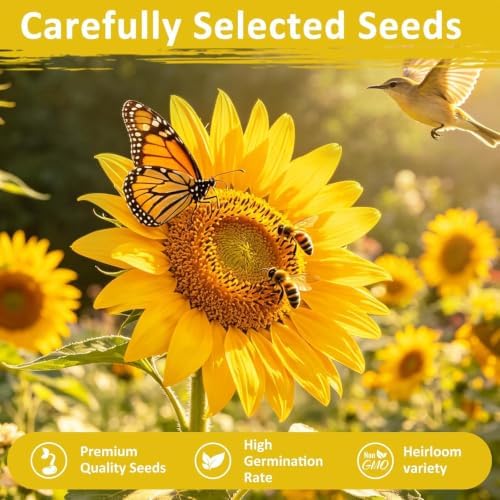 Fall Flower Seeds, 150+ Giant Mammoth Sunflower Seeds for Planting, Open Pollinated Ornamental, Easy to Grow for Garden, Outdoor Planting & Landscaping - Image 6