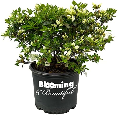 Girard's Pleasant White Azalea, Live Evergreen Flowering Shrub, 3 Gallon by BloomingBeautiful