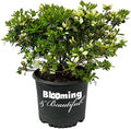 Girard's Pleasant White Azalea, Live Evergreen Flowering Shrub, 3 Gallon by BloomingBeautiful