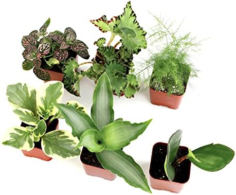 Altman Plants Live Houseplants (6PK), Indoor Plants for Delivery Prime, Live Plants and Gardening Gifts for Plant Lovers, Planters for Indoor Plants with Potting Soil, Live House Plants Indoors Live - Image 3