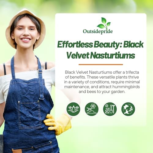 Outsidepride Tom Thumb Black Velvet Nasturtium Seeds - 400 Pcs Annual, Easy to Grow & Versatile, Flower Seeds for Planting Vibrant Blooms, Ideal for Gardens, Borders, and Pollinator Gardens - Image 5