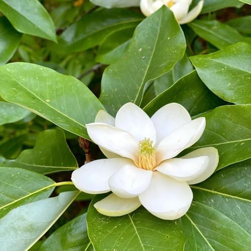 Sweetbay Magnolia Tree, 6-12 Inch Magnolia Trees Live Plants - Image 2