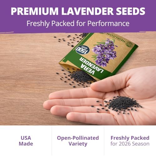 HOME GROWN Non GMO English Lavender Seeds 3,000+ Wildflower Seed for Planting Indoor/Outdoor, High Germination, Plant Flower Seeds (Lavandula antustifolia) (Pack of 3) - Image 6