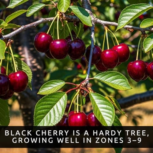 3 Black Cherry Tree Live Plants 1–2 Ft Tall (Prunus serotina) – Fast Growing Native Fruit Tree – Edible Cherry, Wildlife Habitat & Backyard OrchS Plants - Image 4