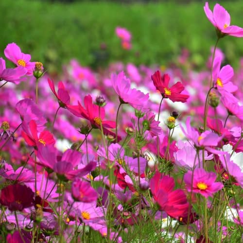 Outsidepride Sensation Mix Cosmos Bipinnatus Seeds - 1000pcs Annual, Drought-Tolerant, Self-Sowing, Mixed Flower Seeds for Planting Outdoors, Easy-Grow Pollinator Garden & Cut Flowers (AAS Winner) by Outsidepride