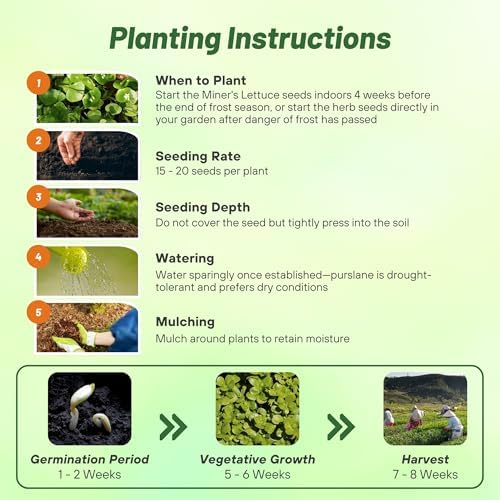 Outsidepride Winter Purslane Seeds for Planting - 5,000 Pcs Annual, Easy to Grow, Vitamin-Rich & Drought Tolerant Succulent Seeds for Culinary, Xeriscaping, Containers & Hanging Baskets (Pack of 2) - Image 4