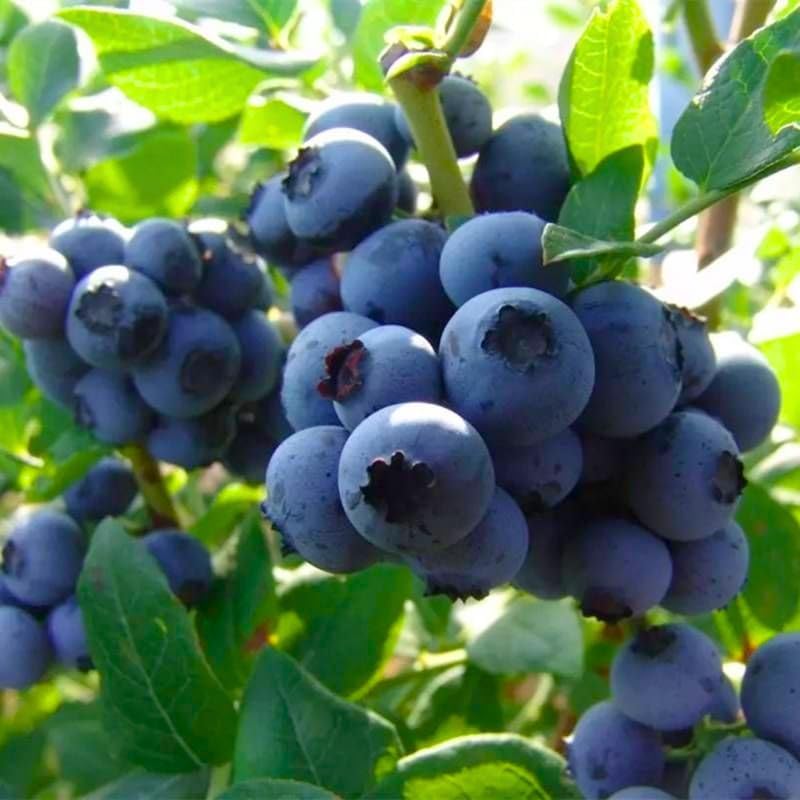 2 Highbush Blueberry Plants Live, Berry Tree Seedling, 4-7 Inch Tall - Image 3
