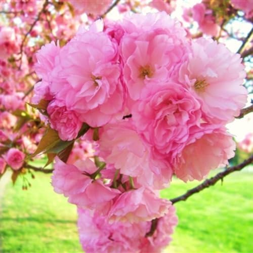 Double Pink Cherry Blossom Tree, Ornamental Plant Live, 6-12" Tall, in Pot by Unknown