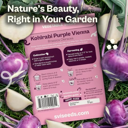 SVI 750 Purple Vienna Kohlrabi Heirloom Vegetable Seeds Brassica oleracea - Image 2