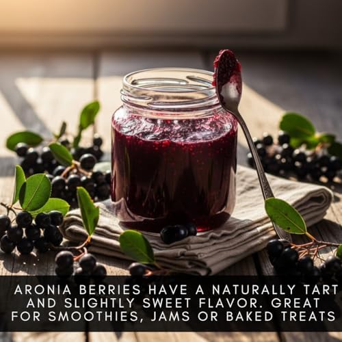 3 Black Chokeberry Plants – Aronia Berry Shrubs – Edible Superfruit Plants – Cold Hardy Native Bushes for Landscaping & Wildlife - Image 6