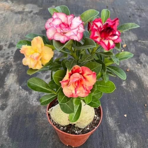 Desert Rose Seeds Mixed, Adenium Obesum, 80PCS Exotic Succulent Ornamental Flower Seeds, Drought Tolerant, for Home Garden, Balcony and Bonsai - Image 3
