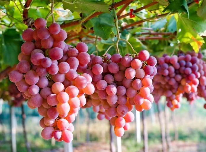 Red Flame Seedless Grape Vine Live Plants, Sweet Grapevine Plants Live for Planting, Climbing Grape Vine, 8-12 Inch Tall, No Pot - Image 3