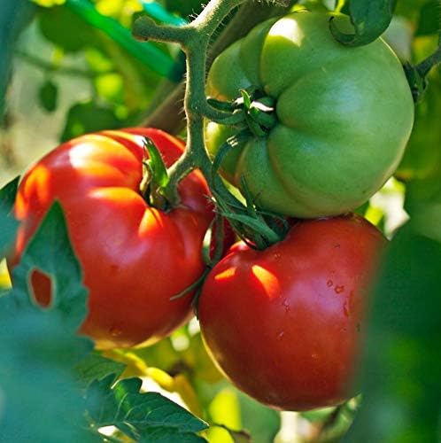 Live Tomato Plants Better Boy Red 4" Set of 4 by Unknown