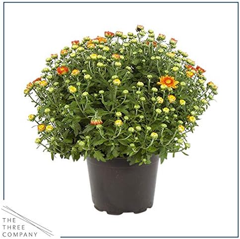 Chrysanthemum (2 Pack) - Orange Blooms, Live Fall Flowering Perennial, 13" Tall by 12" Wide in 3 Qt Pot - Image 3