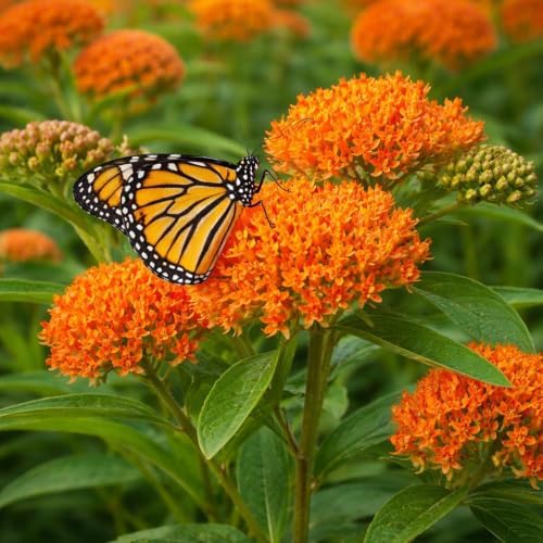 3 Butterfly Weed Live Plants (Asclepias tuberosa) – Starter Plug Plants, Bright Orange Milkweed for Monarch Butterflies & Pollinator Gardens (3 Plugs) - Image 2
