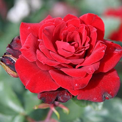 Heirloom Shrub Roses, Live Own Root Plant, Black Ice™ by HeirloomRoses