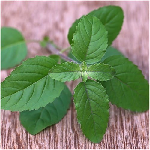 Seed Needs Basil Seeds Variety Pack of 8 Herbs for an Indoor Outdoor Garden - Image 3