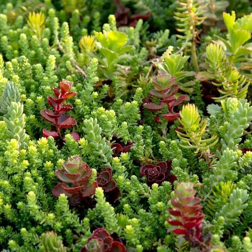 10 in. x 20 in. Sedum Groundcover Mat, Non-toxic Hardy Stonecrop for Landscaping, Live Succulents, Pet Friendly Plants for Cats & Dogs, Drought Resilient, Easy Care - Image 4
