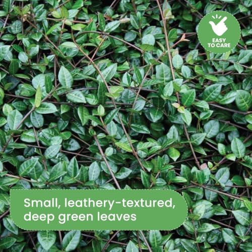 American Plant Exchange Asiatic Jasmine Minima – 6-Inch with Pot – Live Evergreen Groundcover Plant, Low Maintenance Greenery for Home, Garden Beds, or Landscape Borders - Image 3