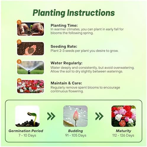 Outsidepride Mix Geranium Seeds for Planting - 100 Pcs Annual, Heat & Drought Tolerant Flower Seeds with Green Foliage & Mix Blooms for Pots, Borders & Lush Summer Garden Displays - Image 4