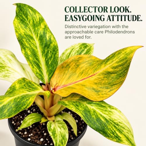 Philodendron Orange Marmalade Live Plant - Variegated Indoor Houseplant - Image 5