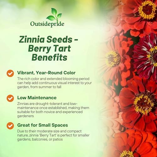 Outsidepride Berry Tart Zinnia Seeds - 1000 Pcs Annual, Heat & Drought Tolerant Flower Seeds for Planting w/Vibrant Blooms for Pollinator Gardens & Floral Arrangements - Image 3