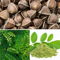 Groundio Moringa Seeds 2Oz, Non-GMO PKM1+ Moringa Oleifera for Planting by Groundio