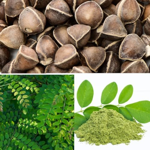 Groundio Moringa Seeds 2Oz, Non-GMO PKM1+ Moringa Oleifera for Planting by Groundio
