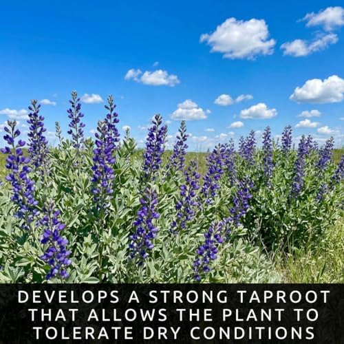 3 False Indigo Live Bare Root Plants (Baptisia Australis) | Dormant Perennial Wildflowers | Native Pollinator Garden Plants | Cold Hardy Blue Purple Blooms | Ready to Plant - Image 3