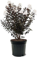 Black Diamond Crape Myrtle Tree (Crystalline White, 7 gal.) by Unknown