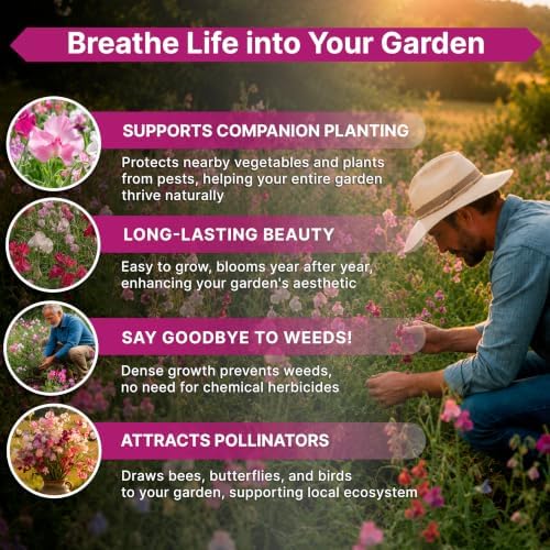 Sweet Pea Bijou Mix Seeds 1oz - Over 330 Non-GMO Heirloom Seeds for Planting, Individual Packet for Planting Home Garden Indoor & Outdoor Gardening - Image 5