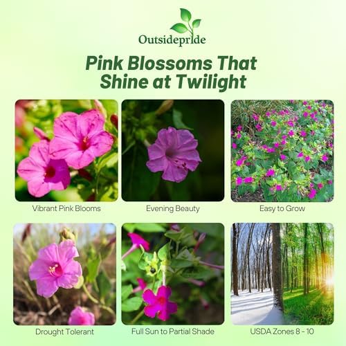 Outsidepride Pink Four O'clock Flower Seeds - 1/4 lb Perennial Fragrant, Trumpet-Shaped Blooms, Deer-Proof & Easy to Grow, for Pollinator & Evening Gardens, Containers, Hedges, or Borders - Image 2