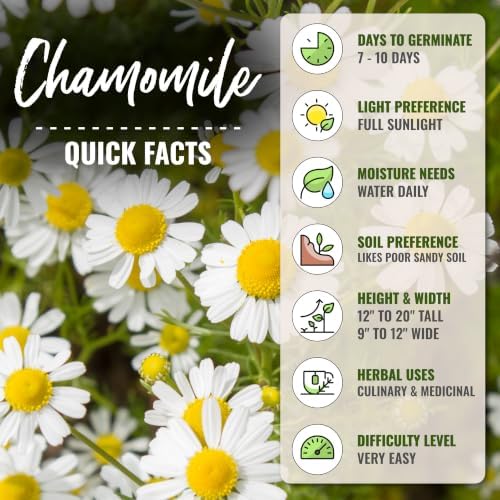 Seed Needs German Chamomile Seeds to Plant Non-GMO & Heirloom Herbs XL Pack - Image 4