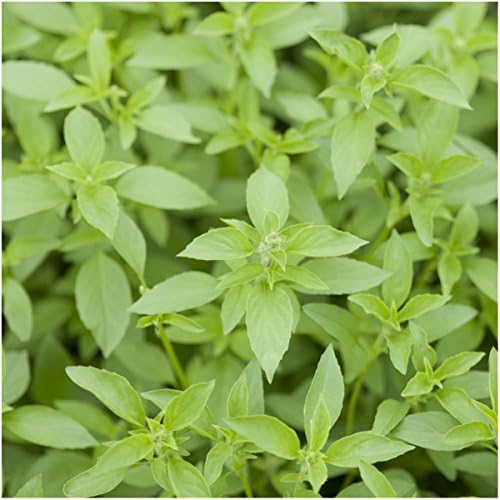Seed Needs Basil Seeds Variety Pack of 8 Herbs for an Indoor Outdoor Garden - Image 5