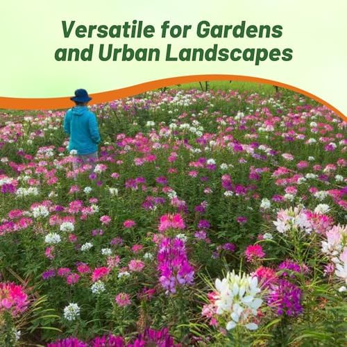 Outsidepride Cleome Seeds Mixture - 2000 Pcs Annual Flower Seeds with Large, Airy, Spidery Blooms, Drought Tolerant Spider Plant for Xeriscaping, Flower Bed, Border, Pollinator, & Cut Flower Garden - Image 5
