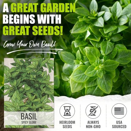 Seed Needs Spicy Globe Basil Seeds to Plant an Herb Garden - 5 Packs - Image 2