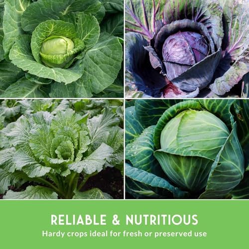 Cabbage Seeds 5 Variety Seed Pack - Survival Garden Seeds - Image 5