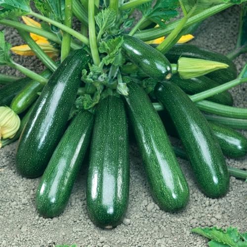 30+ Seeds Zucchini Green Machine for Garden - Vegetable Green by SeedsUP