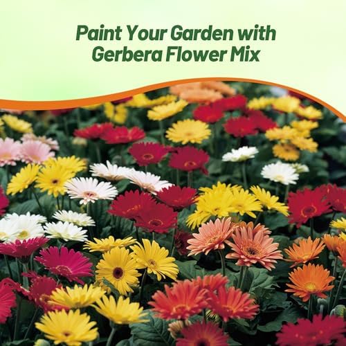 Outsidepride Revolution Select Mix Gerbera Seeds - 10 Pcs Perennial, Compact & Low Maintenance, Flower Seeds for Planting w/Vibrant Blooms, Ideal for Garden Landscaping & Cut Flower Arrangements - Image 5