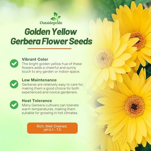 Outsidepride Golden Yellow Gerbera Seeds - 20 Pcs Perennial, Compact & Low Maintenance, Flower Seeds for Planting w/Dazzling Yellow Blooms, Ideal for Garden Landscaping & Cut Flower Arrangements - Image 3