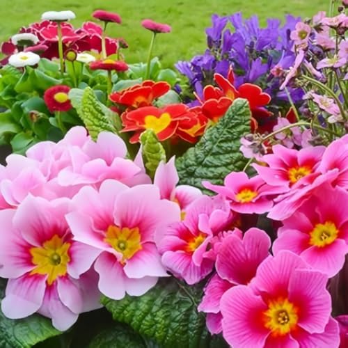 Primrose Flower Seeds (300pcs) – Colorful Perennial Blooms for Patio Pots, Rock Gardens & Bonsai Décor – Easy to Grow, Long-Lasting Spring Flowers Gift for Garden Lovers by BuggyBeds